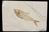 Diplomystus Fossil Fish - Wyoming #103949-1